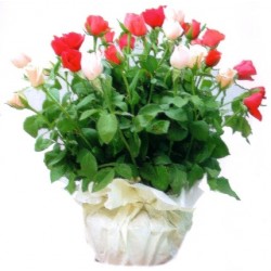 Basket arrangement of roses