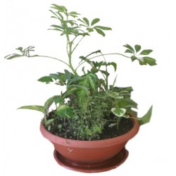 Arrangement of plants