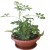 Arrangement of plants