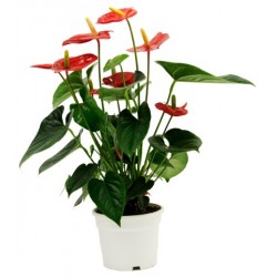 Anthurium