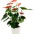 Anthurium