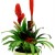 Bromelias