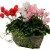 Cyclamen