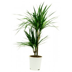 Dracaena