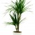 Dracaena