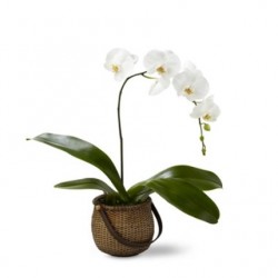 Phalaenopsis