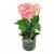 6 Pink Roses In Vase