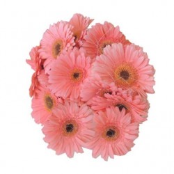 Gerbera Bunch - Pink (other colours available)